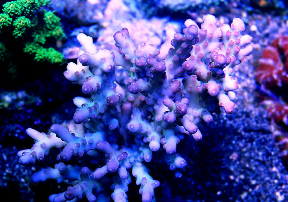 Acropora Granulosa