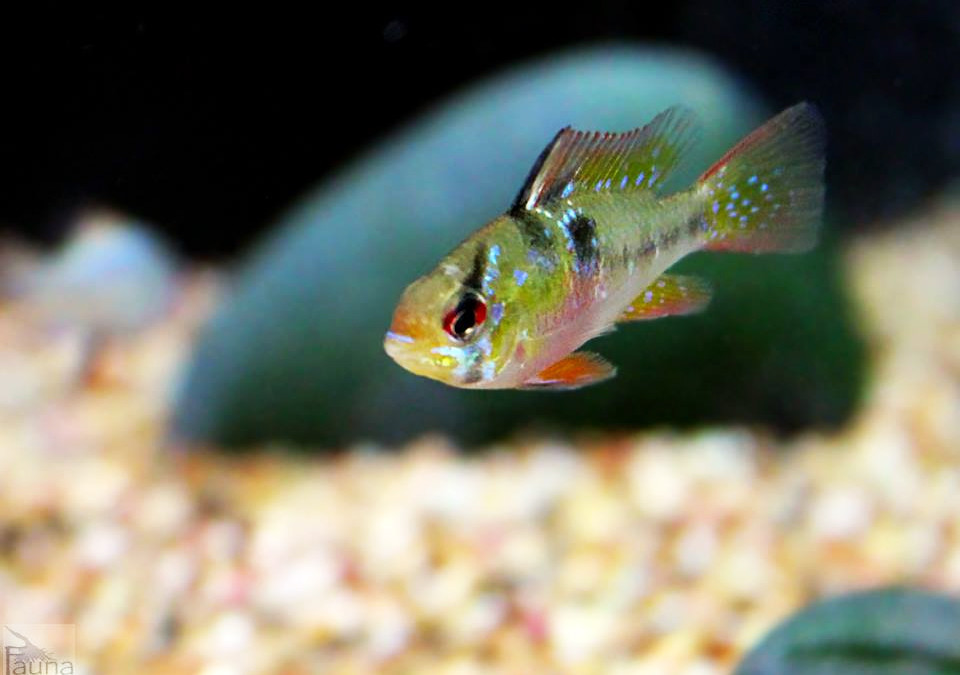 German Blue Ram (Mikrogeophagus ramirezi)