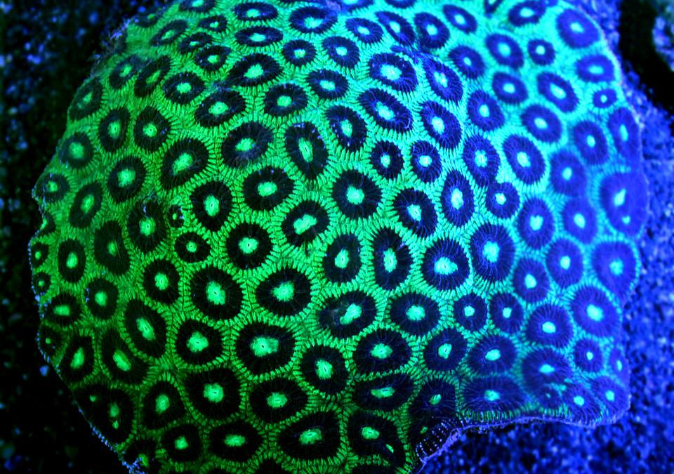 Moon Brain Coral (Favites sp.)