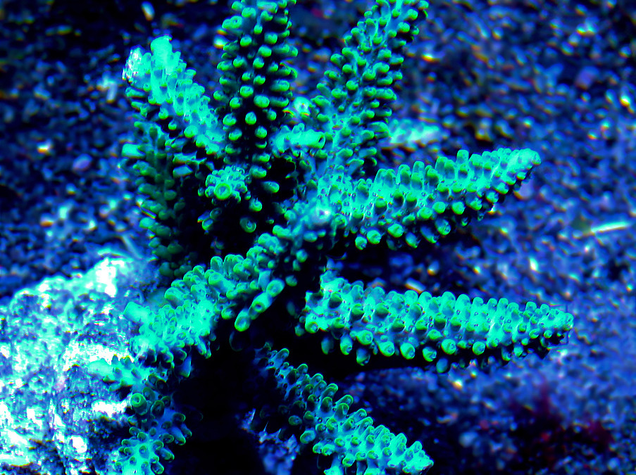 Acropora Formosa